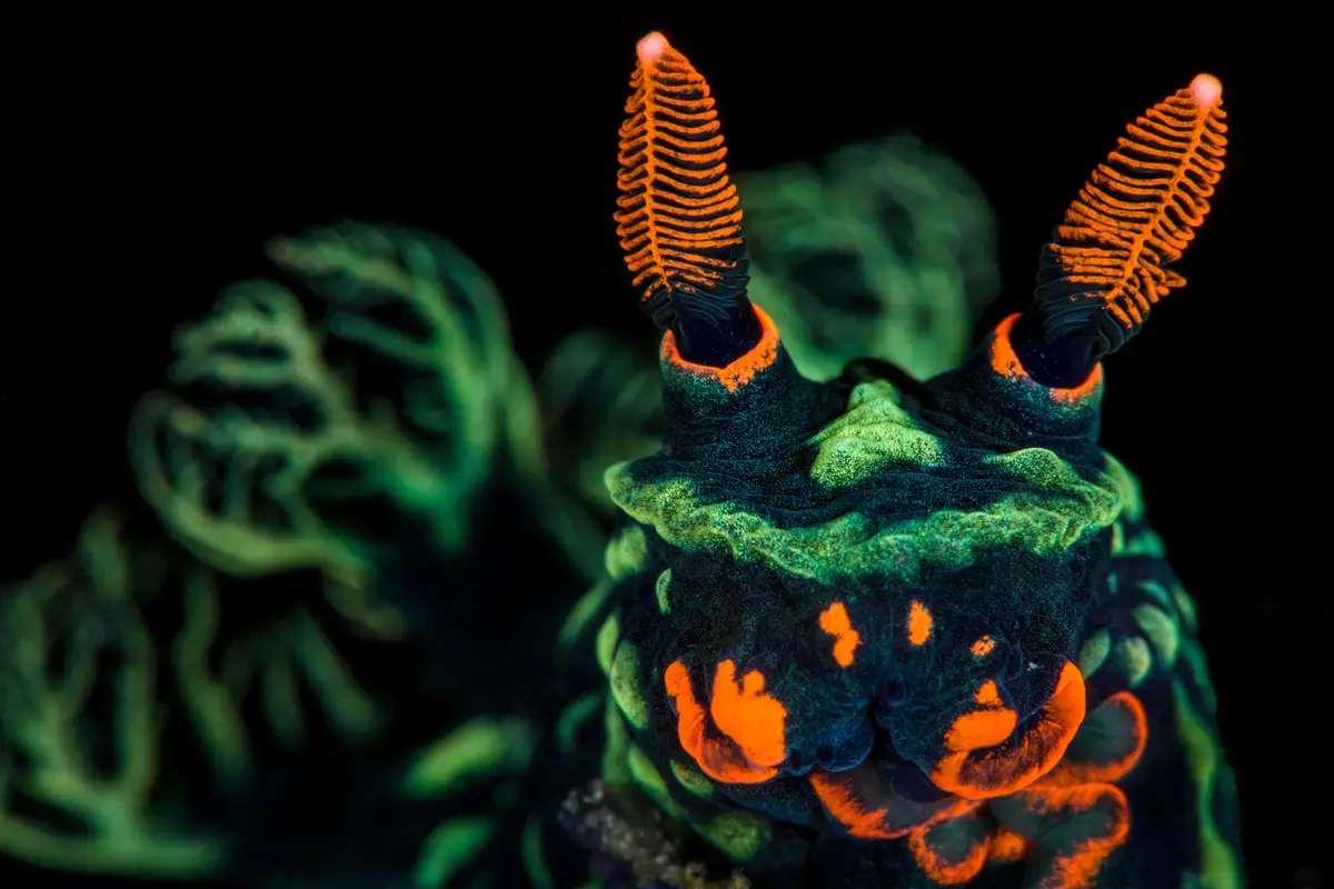 A close-up photo of a glowing orange and green sea slug with two prominent, feathery orange antennae against a black…