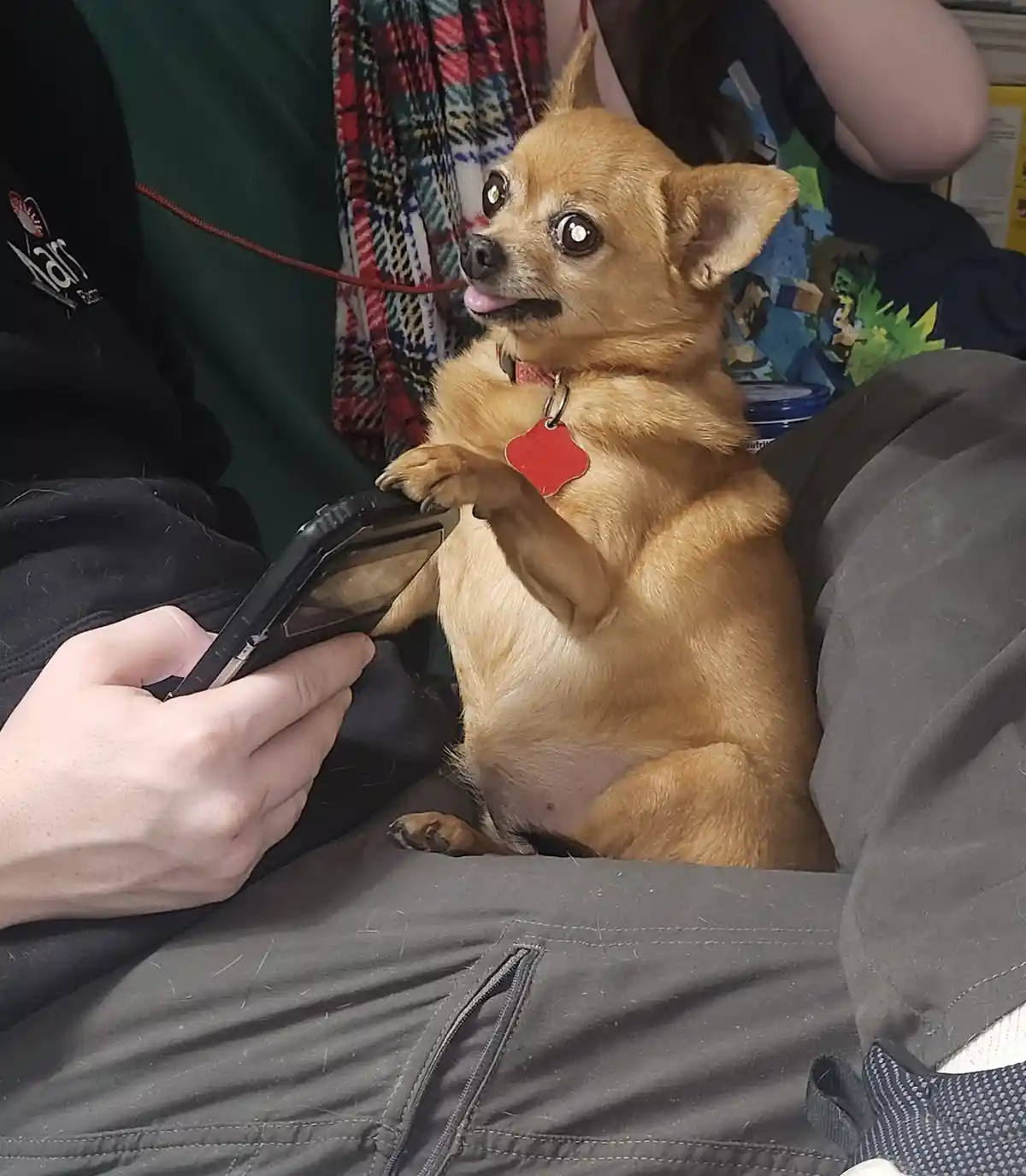A small tan chihuahua sits on someone's lap, looking up with wide, expressive eyes and its tongue slightly out, while its…