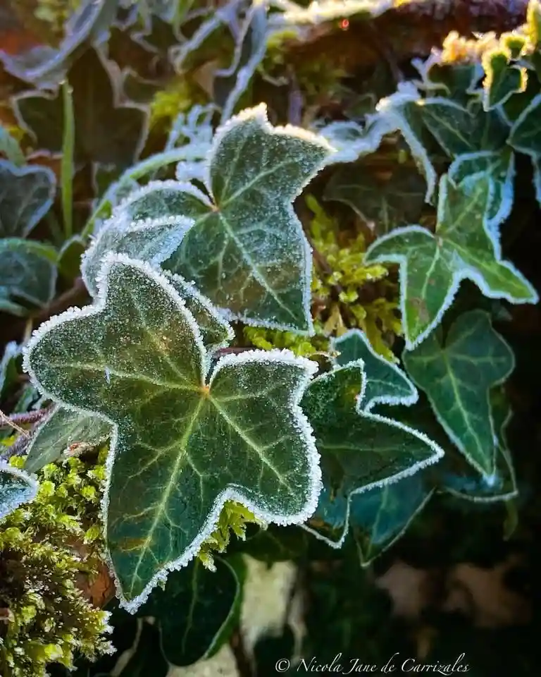 Chilling with Frost: A Cool Encounter