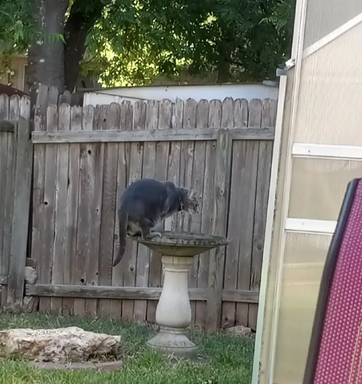 I'm a Kitty Bird: The Purrfect Combination!