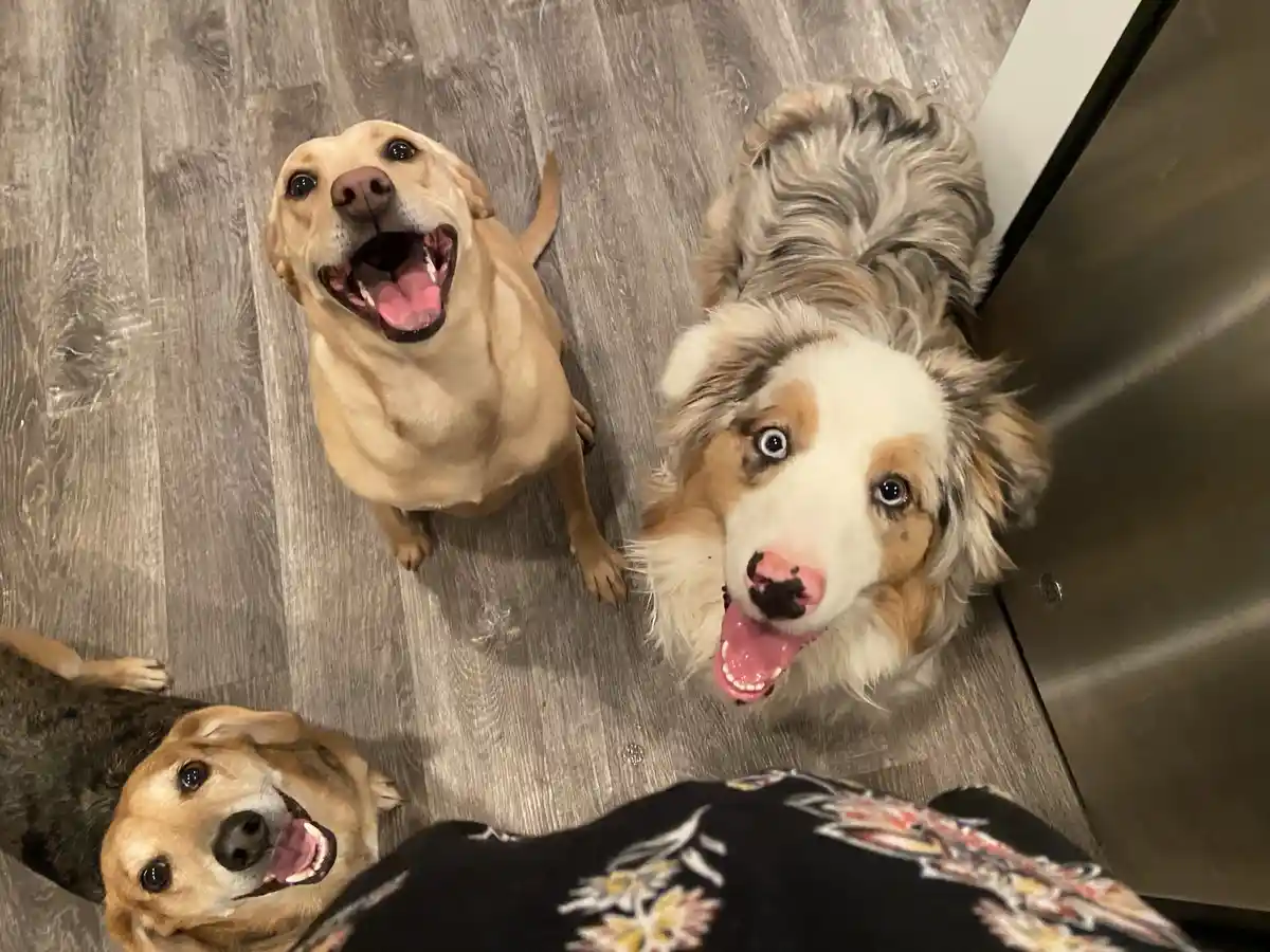Three happy dogs look up at the camera from a low angle on a gray wood floor, one has a black smudge on its nose. The…