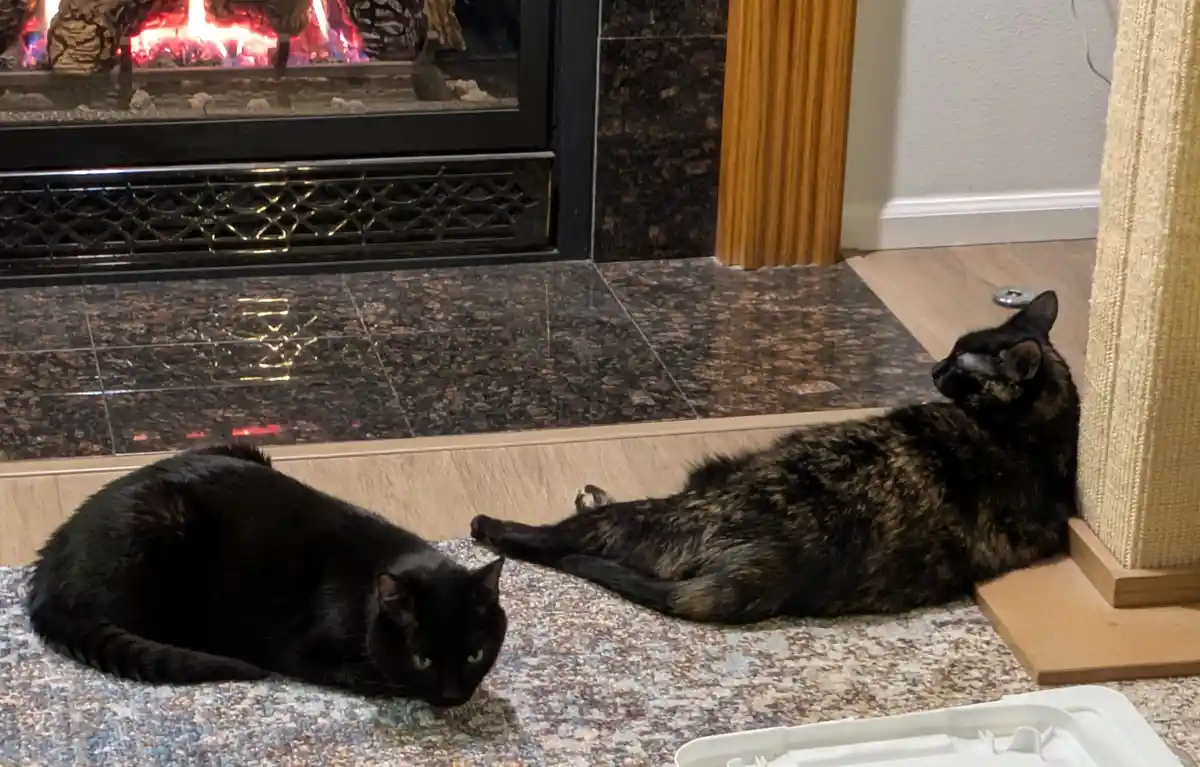 Two cats rest on a rug in front of a lit fireplace; one is a solid black cat looking forward, the other is a tortoiseshell…