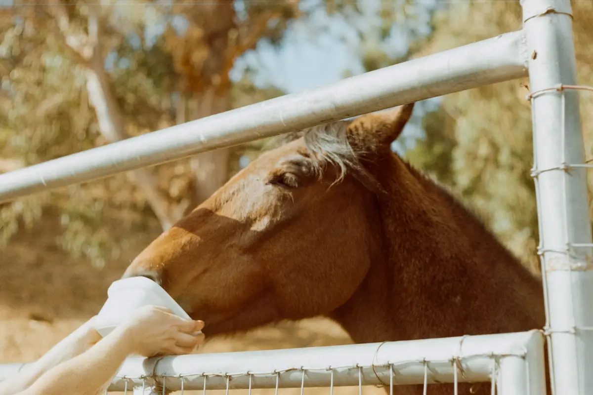 A brown horse leans its head over a white metal fence, gently nuzzling a person's hand holding a white cup. The background…