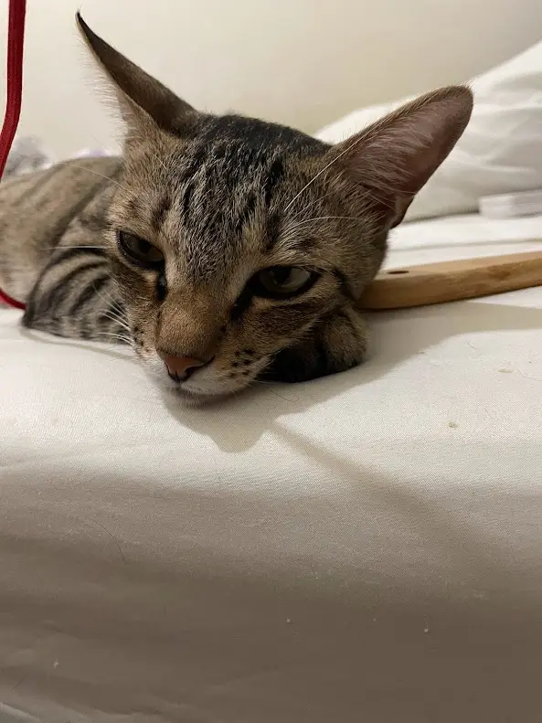 Adorable Cat Moments That Will Melt Your Heart