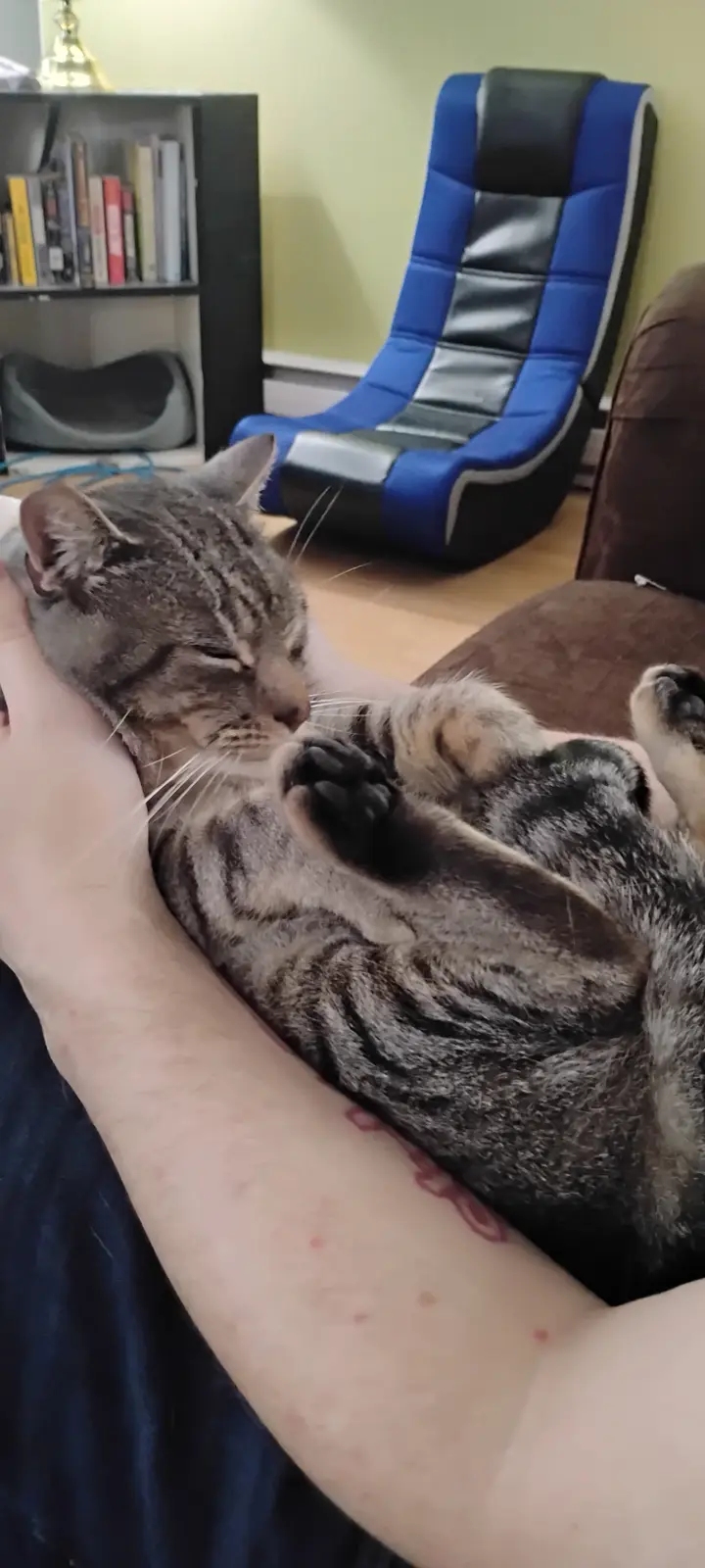 A gray tabby cat is curled up and sleeping soundly while being held by a person's arm, its paws tucked near its face. The…
