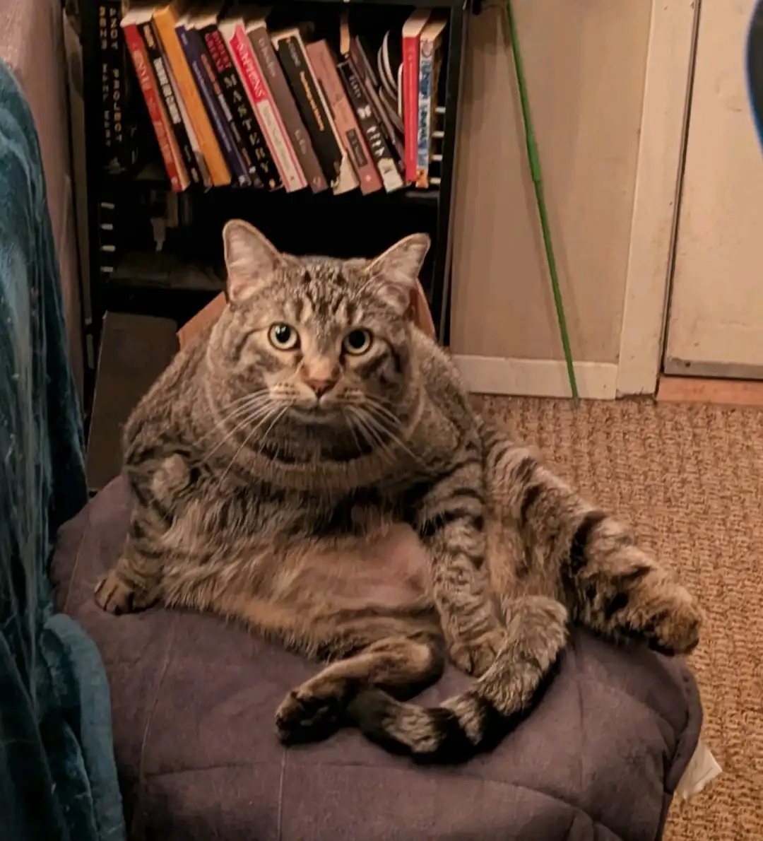 A plump, tabby cat with wide, unimpressed eyes lounges on a purple cushion, looking directly at the camera. Behind it, a…
