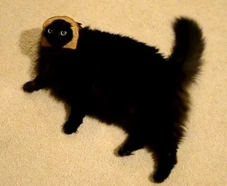 Meet the cat that's absolutely bread-tastic!