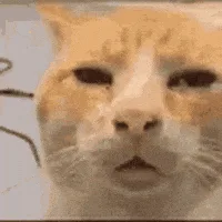 A grid of six images shows a close-up of an orange and white cat's face in various stages of turning away, starting with a…
