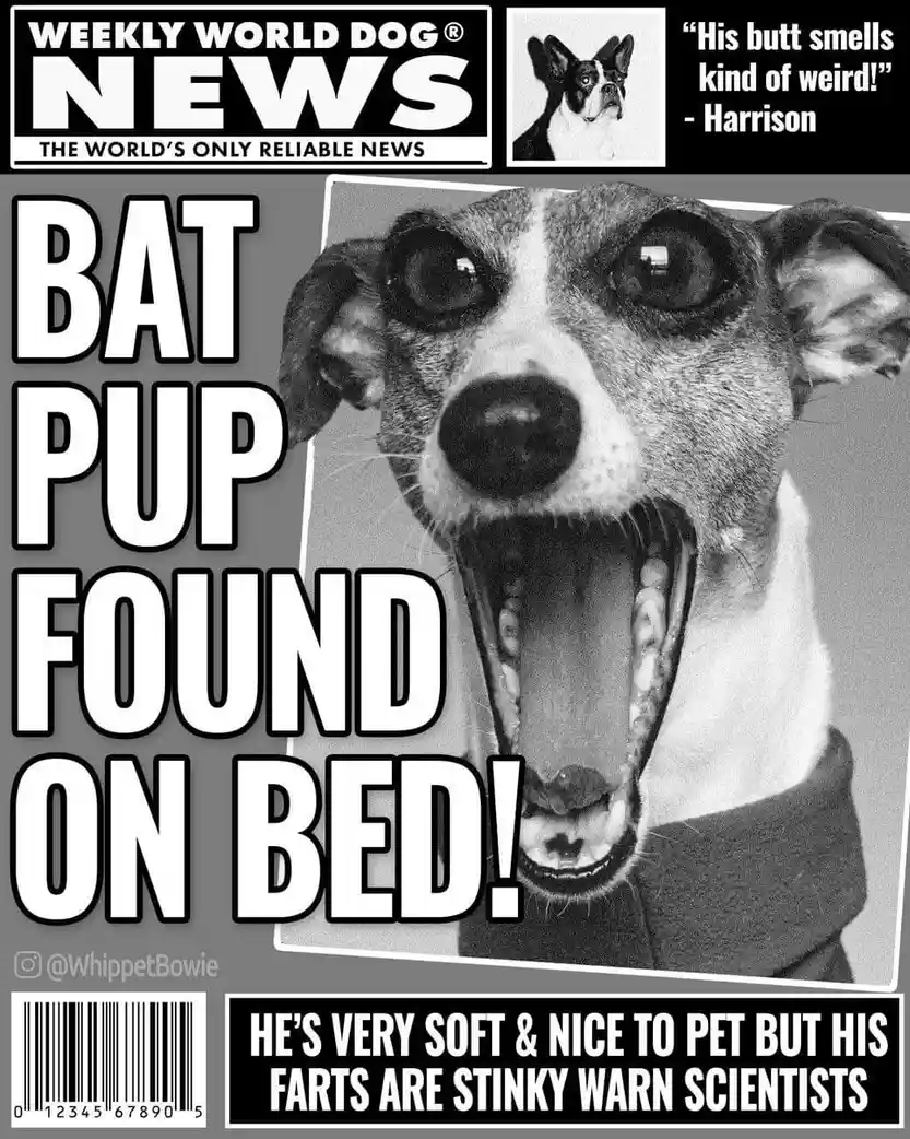 A black and white image mimicking a tabloid newspaper front page titled 'WEEKLY WORLD DOG NEWS' with a photo of a wide-eyed…