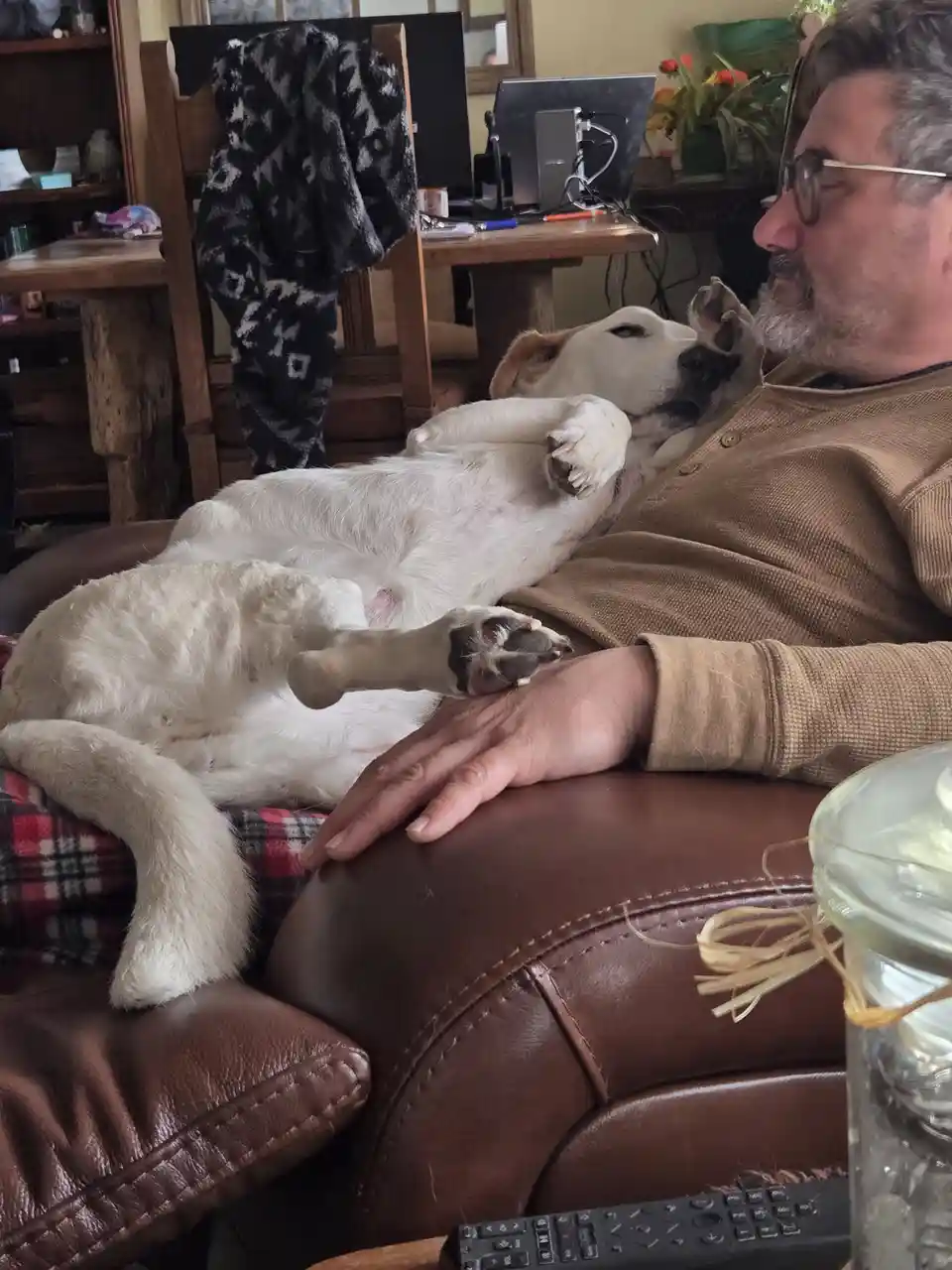 A white dog with brown patches lies on its back on a brown leather couch, paws in the air, next to a man in a tan shirt who…