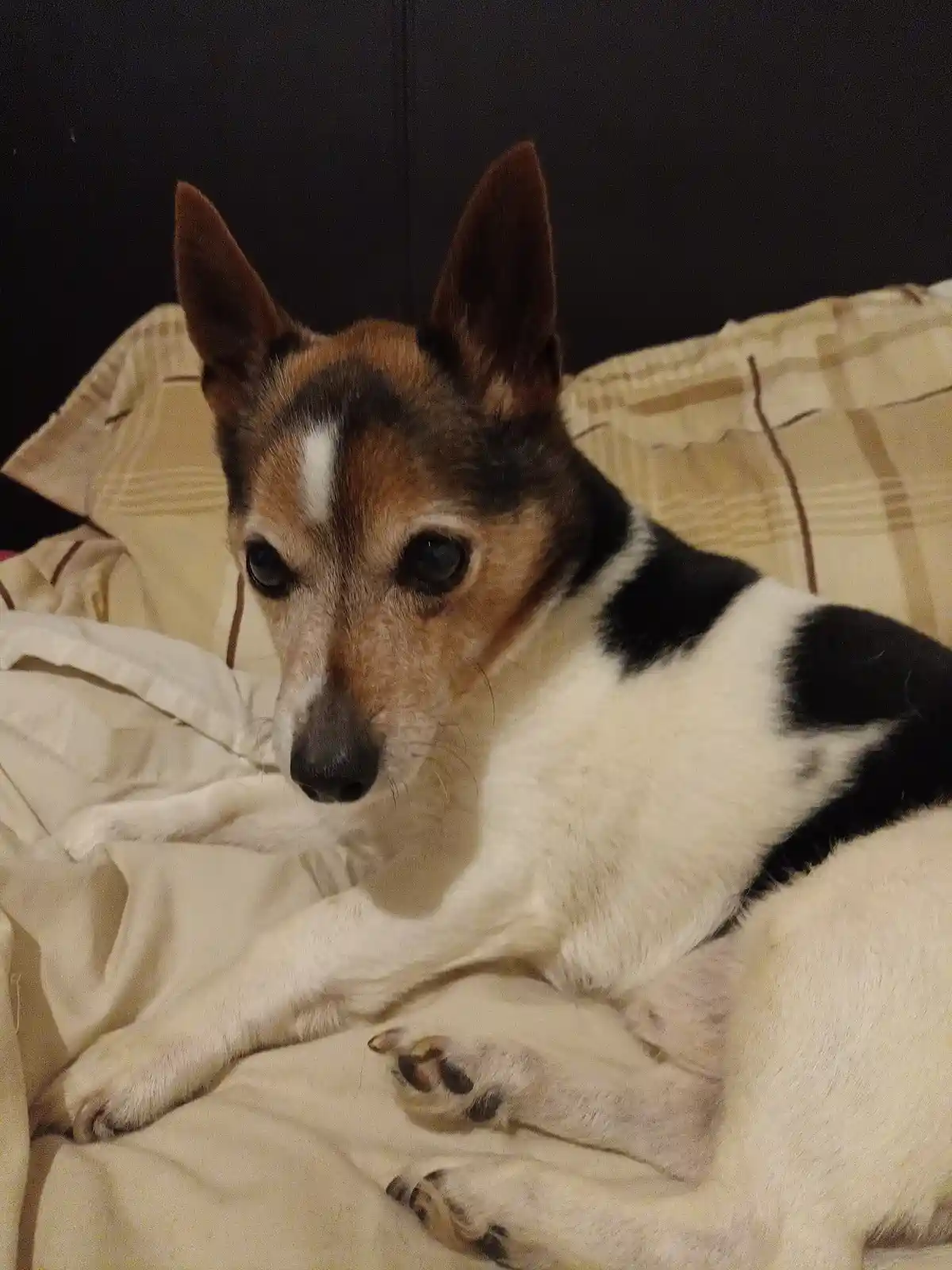 A small dog with brown, black, and white fur lies on a bed with beige and brown plaid pillows, looking directly at the…