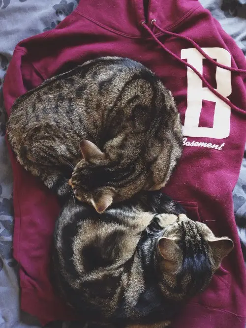 Two tabby cats are curled up sleeping on a maroon hoodie that has a large white 'B' and the word 'Basement' printed on it…