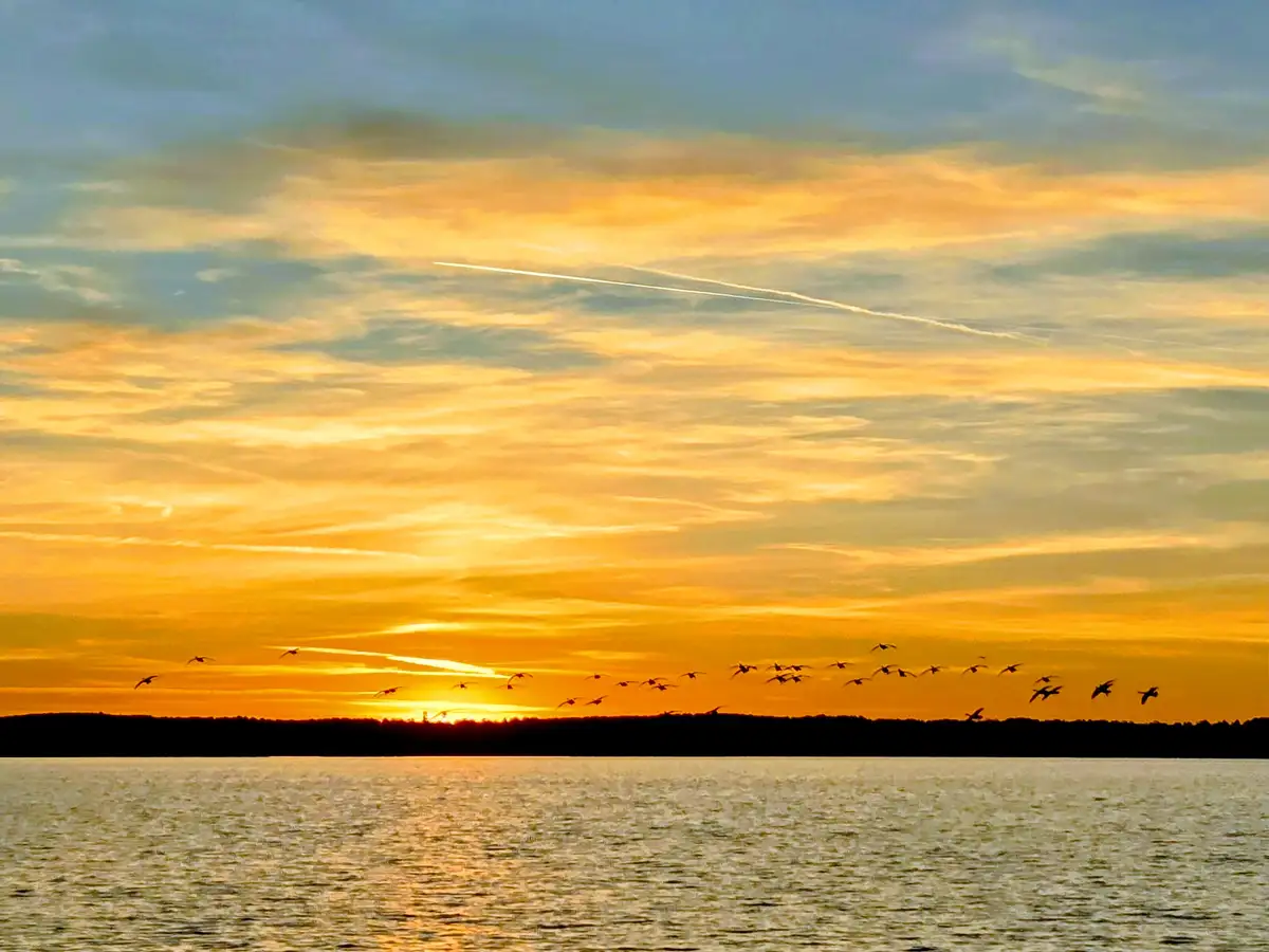 A serene sunset over a calm lake with a distant tree line, featuring a flock of birds flying in formation across the vibrant…