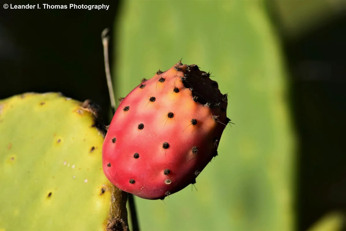 A close-up photograph shows a ripe, reddish-pink prickly pear cactus fruit attached to a green, flat cactus pad. The fruit…