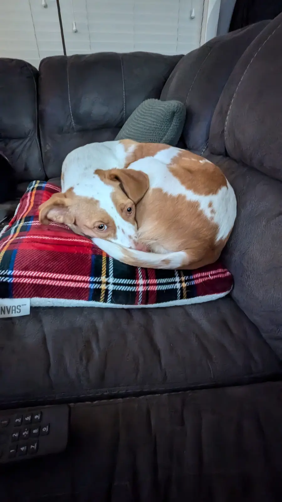 Exploring the Unique Sleeping Styles of Piper