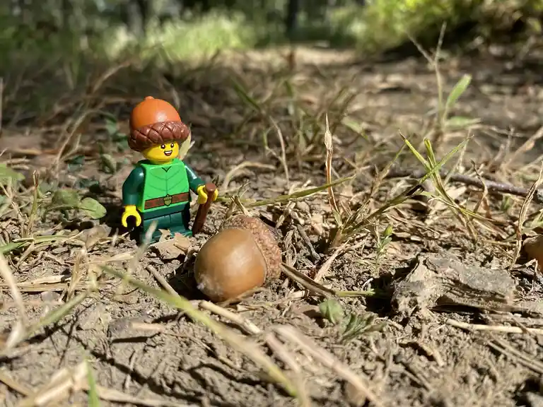 A LEGO minifigure dressed as a forest ranger with an acorn-shaped hat and holding a stick stands next to a real acorn on…