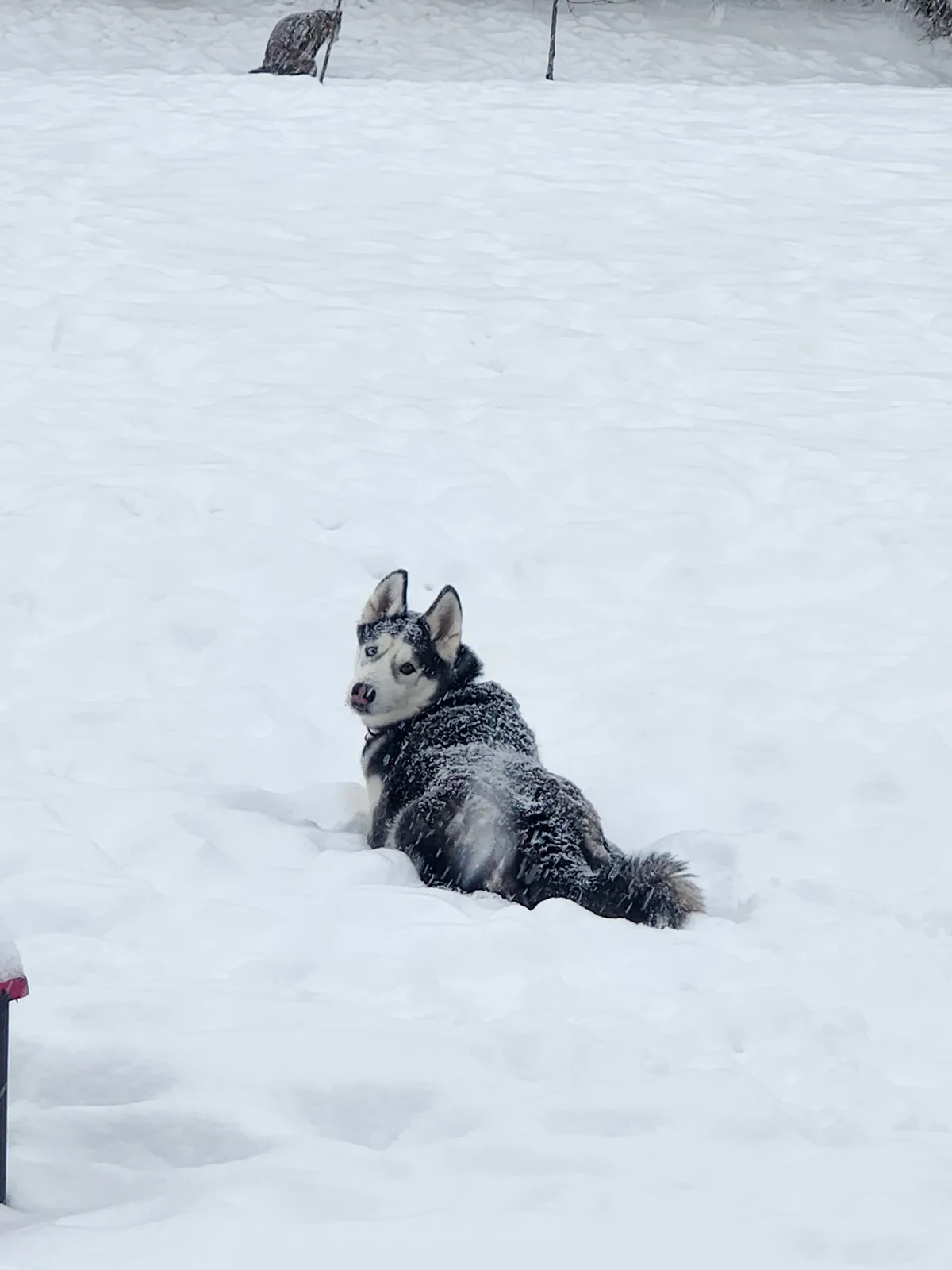 A black and white husky sits in deep snow, looking slightly annoyed or resigned, with snowflakes on its fur. The overlaid…