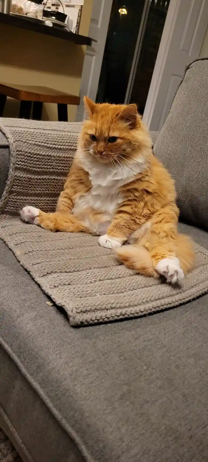 A fluffy orange and white cat sits on a grey couch with a knit blanket, looking intensely displeased with a furrowed brow…