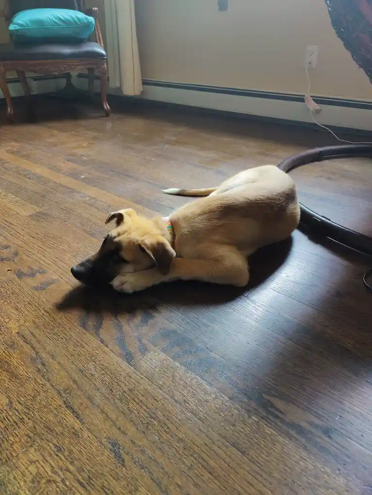 A light brown puppy with a dark muzzle lies on a hardwood floor, resting its head on its paws in a relaxed pose. The…