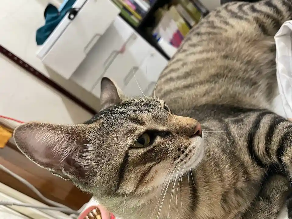 Just a cute cat doing its thing