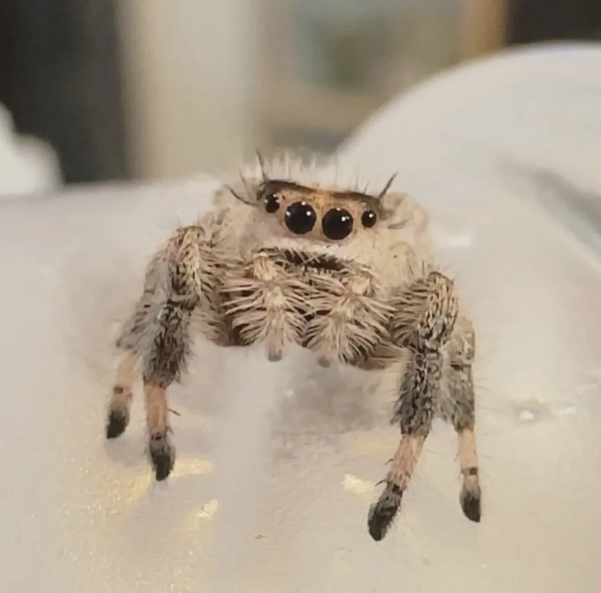 A close-up photo of a fuzzy, light-brown jumping spider with large, prominent black eyes and hairy legs, facing the camera…