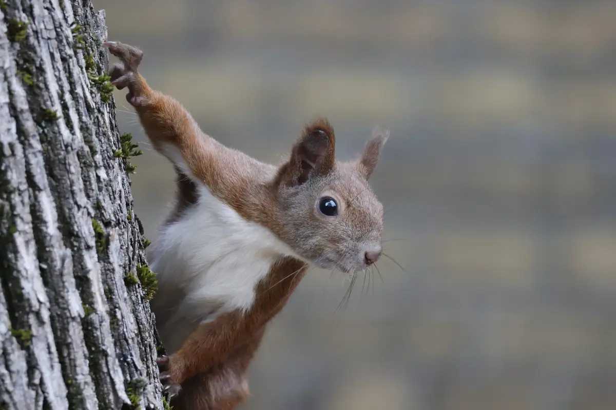 What Makes Small Animals So Irresistibly Cute?