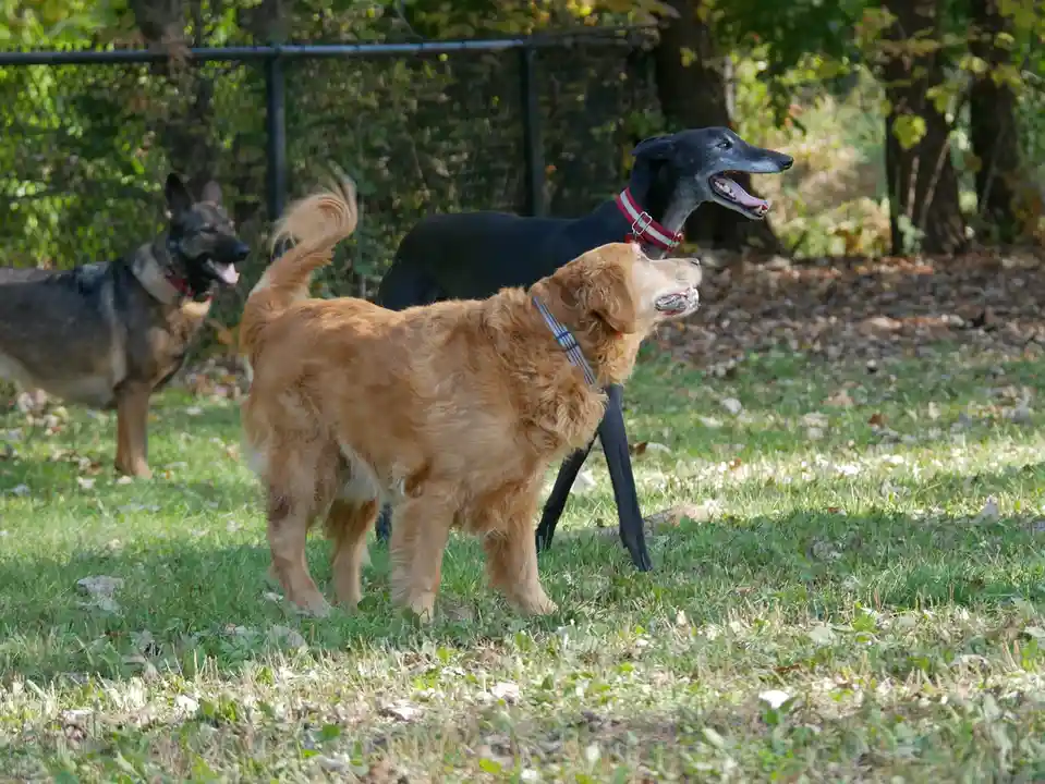 Three dogs stand in a grassy yard with trees and a fence in the background: a German Shepherd on the left, a black greyhound…