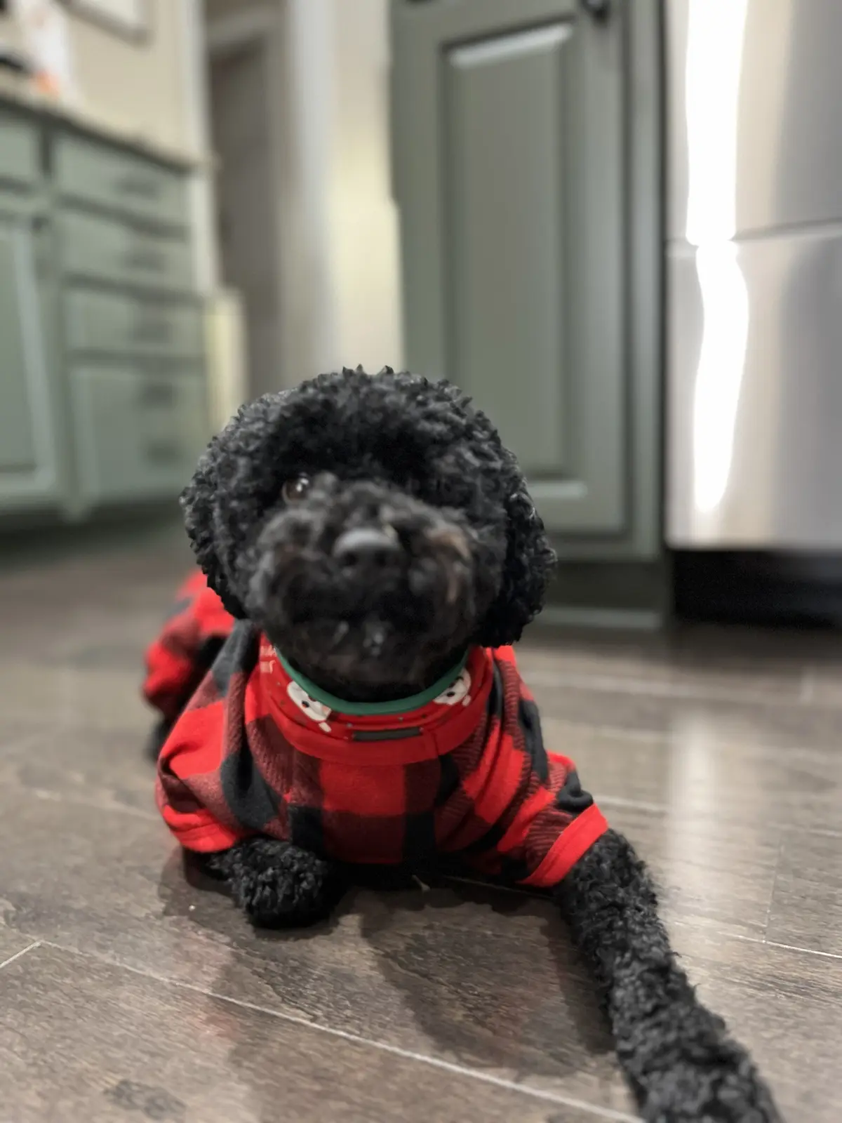 A small black poodle with curly fur is lying on a dark wood floor in a kitchen, wearing a red and black plaid shirt with a…