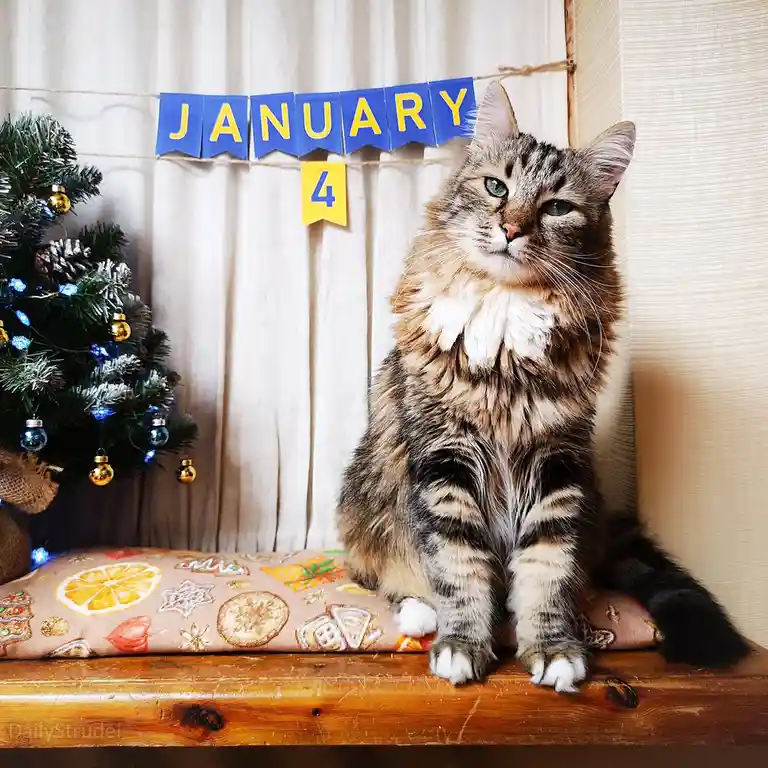 A fluffy tabby cat with green eyes sits regally on a wooden bench, looking slightly bored or unimpressed. Behind it, a blue…