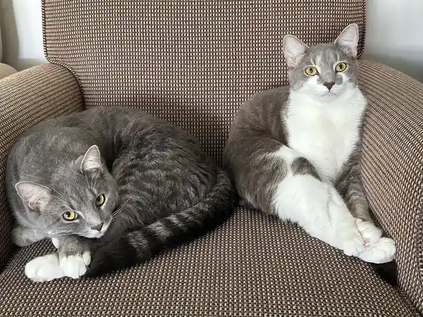 Two gray cats sit on a brown woven armchair; one is curled up looking sleepy, the other sits upright with paws together. The…