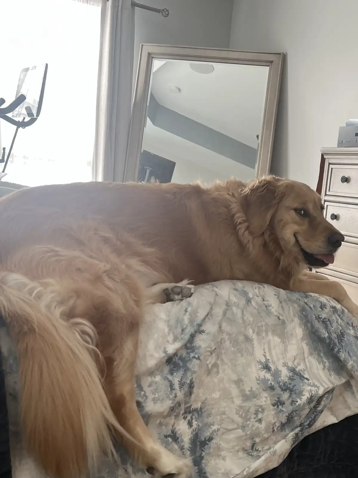 A golden retriever is lying comfortably on a bed with a blue and white patterned blanket, looking relaxed with its tongue…