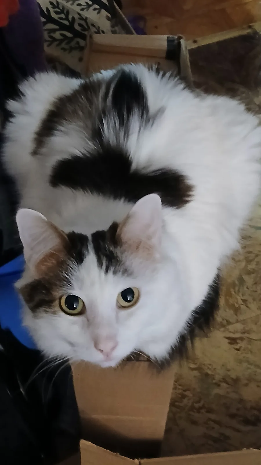 A fluffy calico cat with a distinctive black patch on its forehead that resembles a mustache stares directly at the camera…