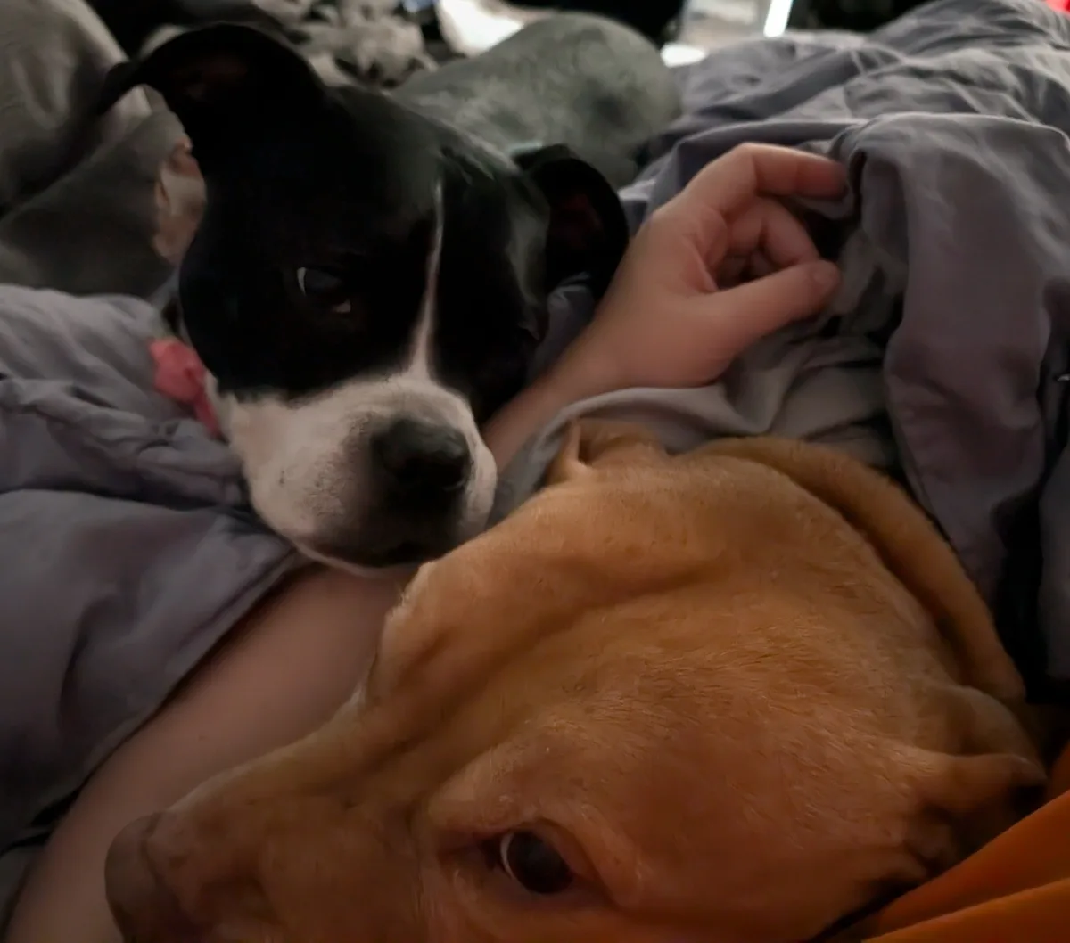 A black and white dog with a pink collar lies in bed under gray blankets, looking directly at the camera with a serious…