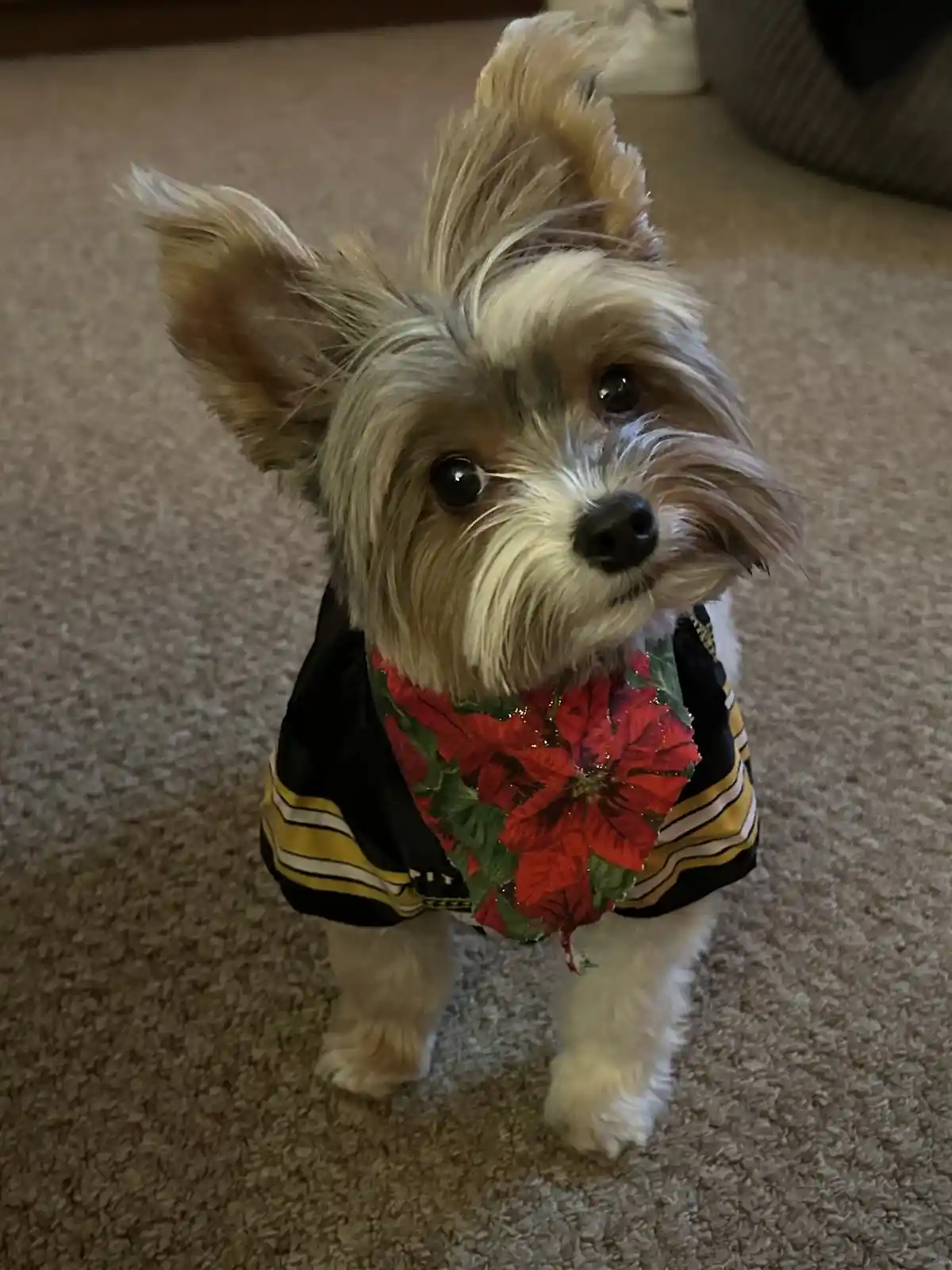 Minkah: The Most Photogenic Dog You'll Ever See