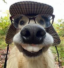 A close-up photo of a dog with a plaid hat and glasses, its mouth open to reveal teeth, creating a human-like smiling…