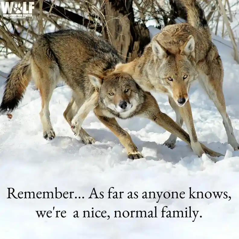 Two wolves are shown in a snowy landscape, one appears to be playfully or aggressively grabbing the other's neck or shoulder…