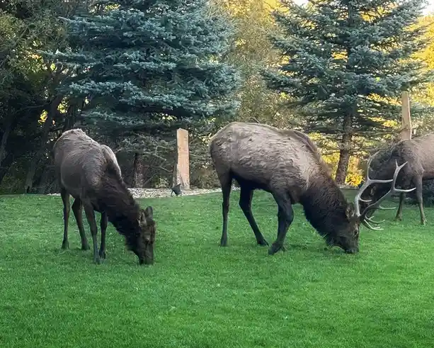 Three elk are grazing on a lush green lawn in front of evergreen trees. The central elk has large antlers and is bending…