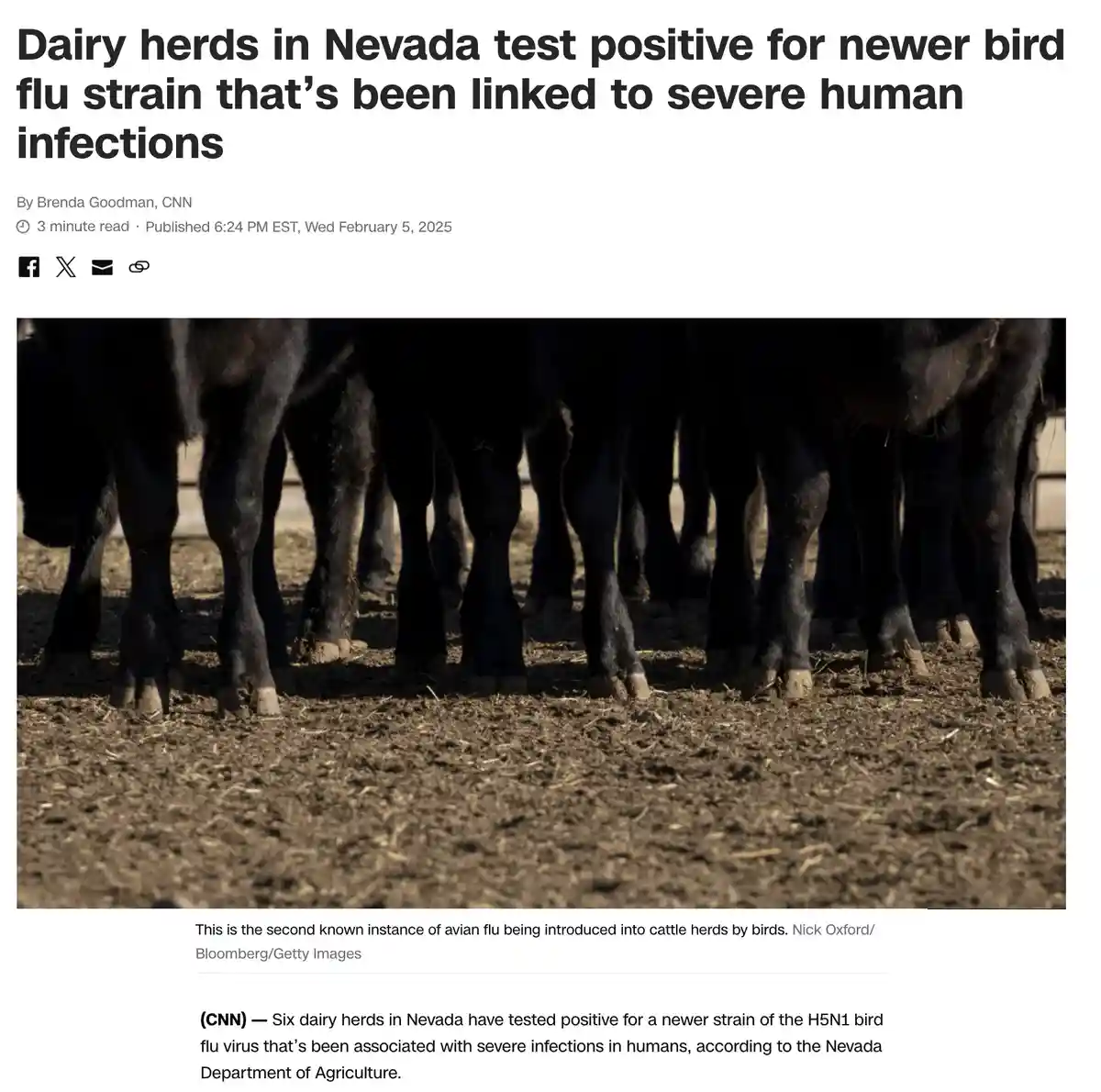 A low-angle photo shows the legs and hooves of a group of black cattle standing in dry, dusty soil. The image is overlaid…