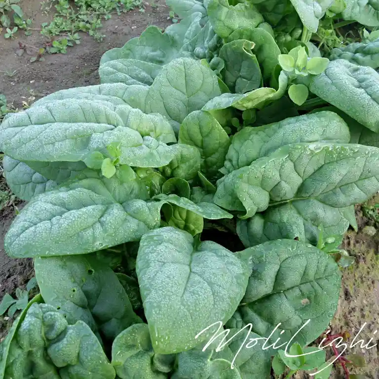 A close-up photo of lush green spinach leaves covered in dewdrops, growing in soil with small weeds nearby. The image has a…
