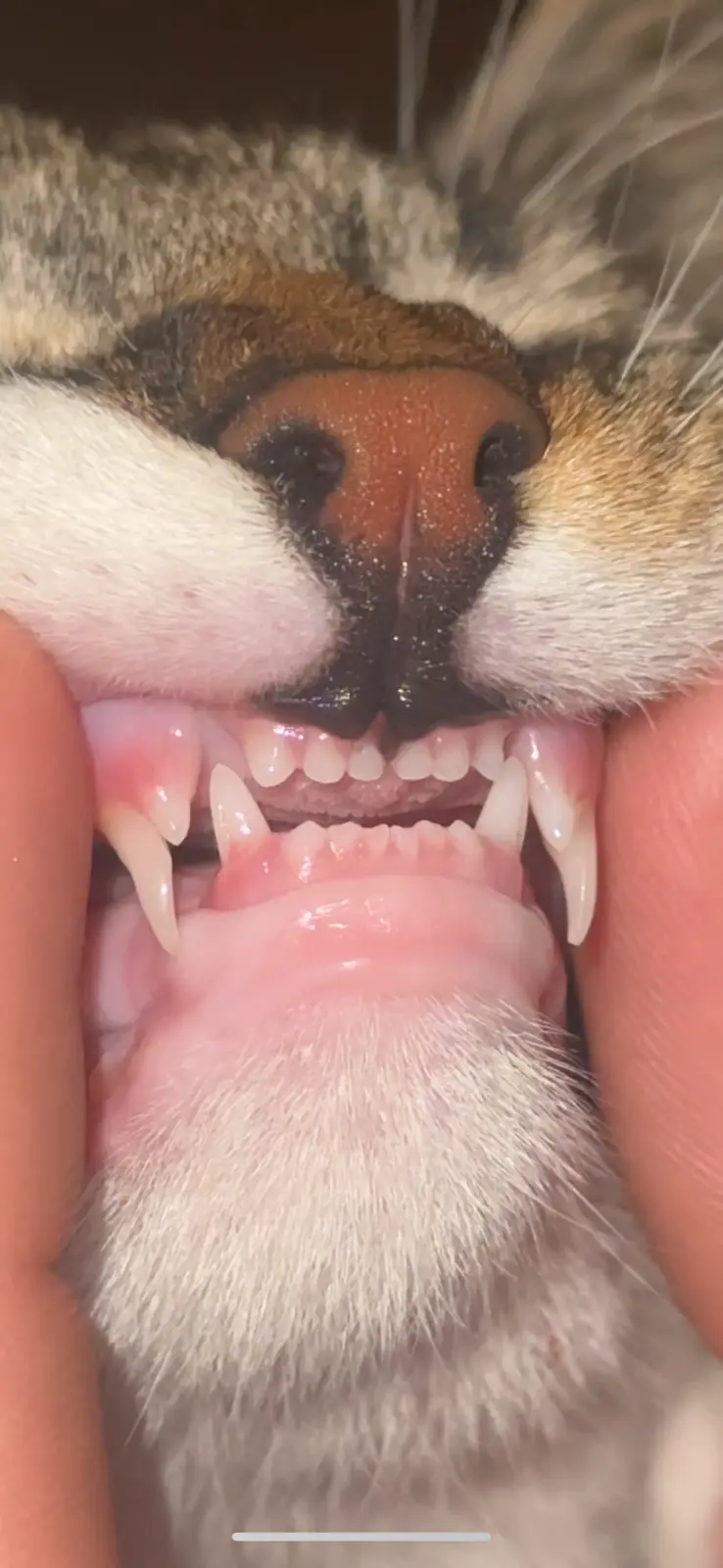 A close-up photo shows a cat's mouth being held open by human fingers, revealing its sharp, prominent canine teeth and pink…