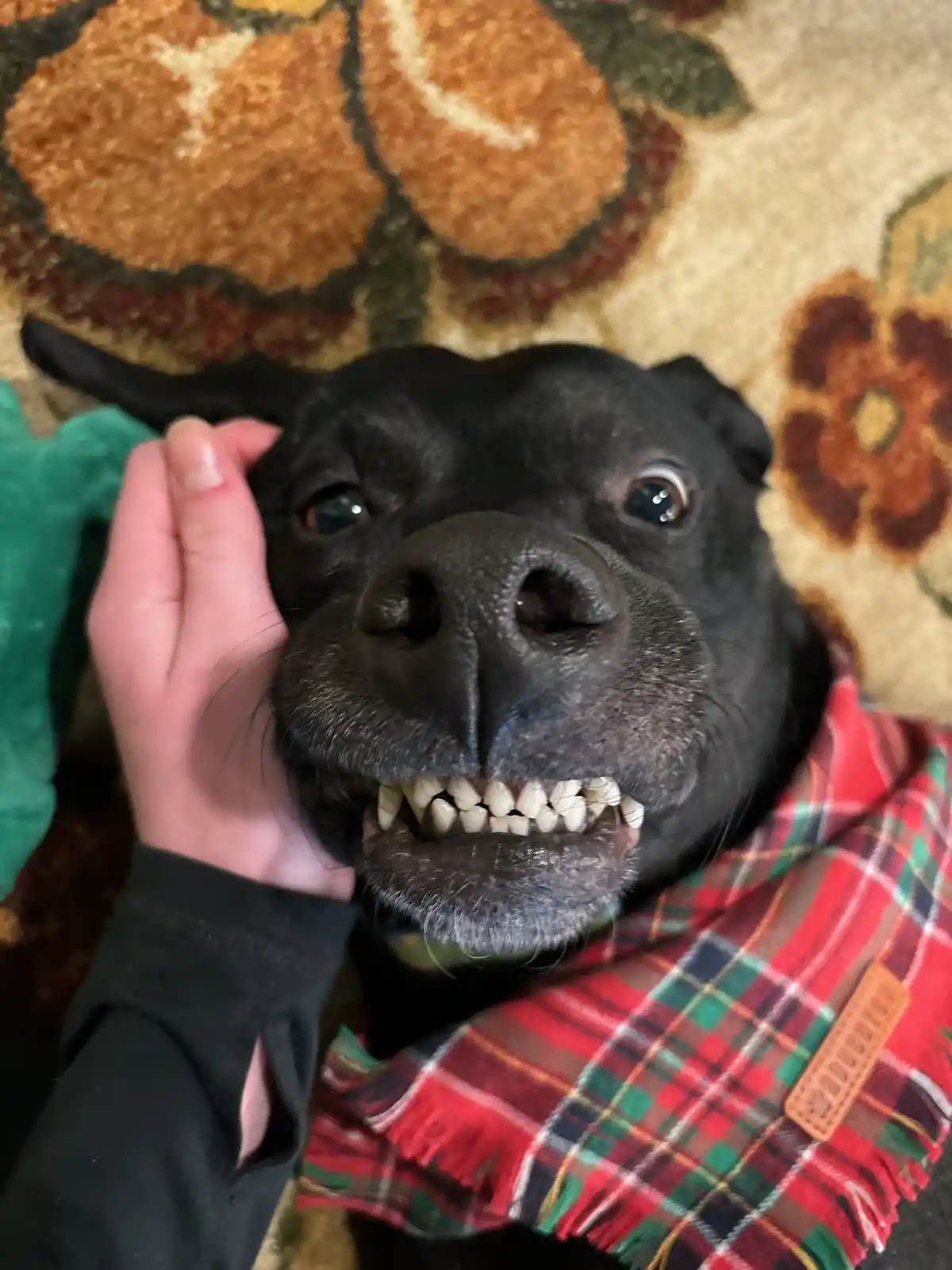 A close-up photo shows a black dog with its mouth open, revealing its teeth, while a person's hand gently pets its cheek…