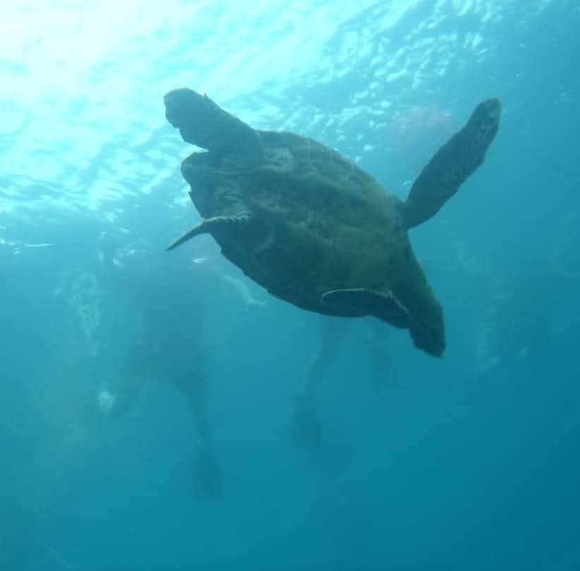 An underwater photo shows a large sea turtle swimming gracefully with its flippers extended, viewed from below. In the hazy…