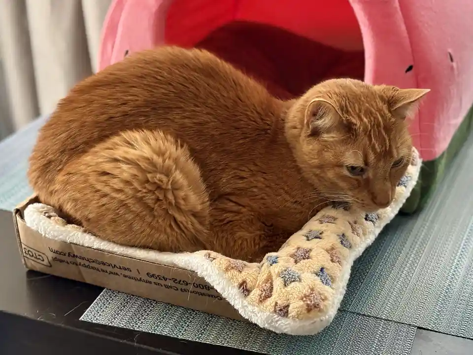 An orange tabby cat is curled up and resting inside a cardboard pet bed lined with a star-patterned fleece blanket. Behind…