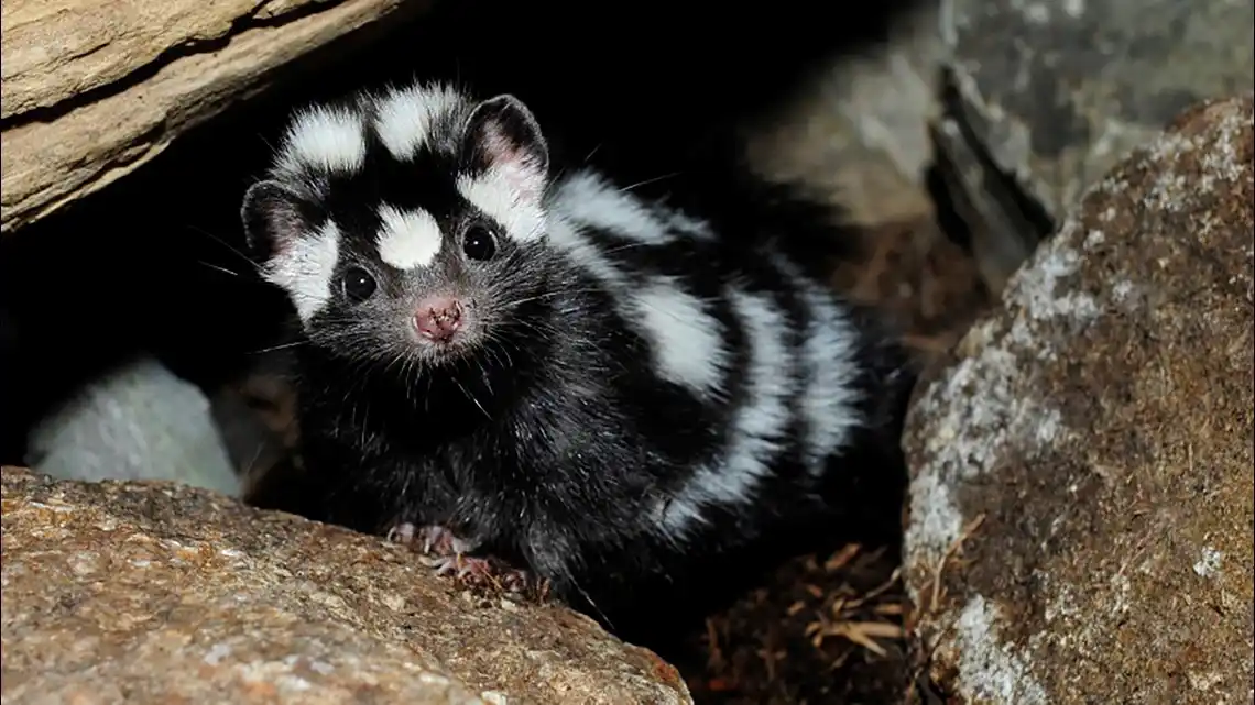 A close-up photo shows a small, black-and-white striped skunk peeking out from between rocks in a dark, natural setting. The…