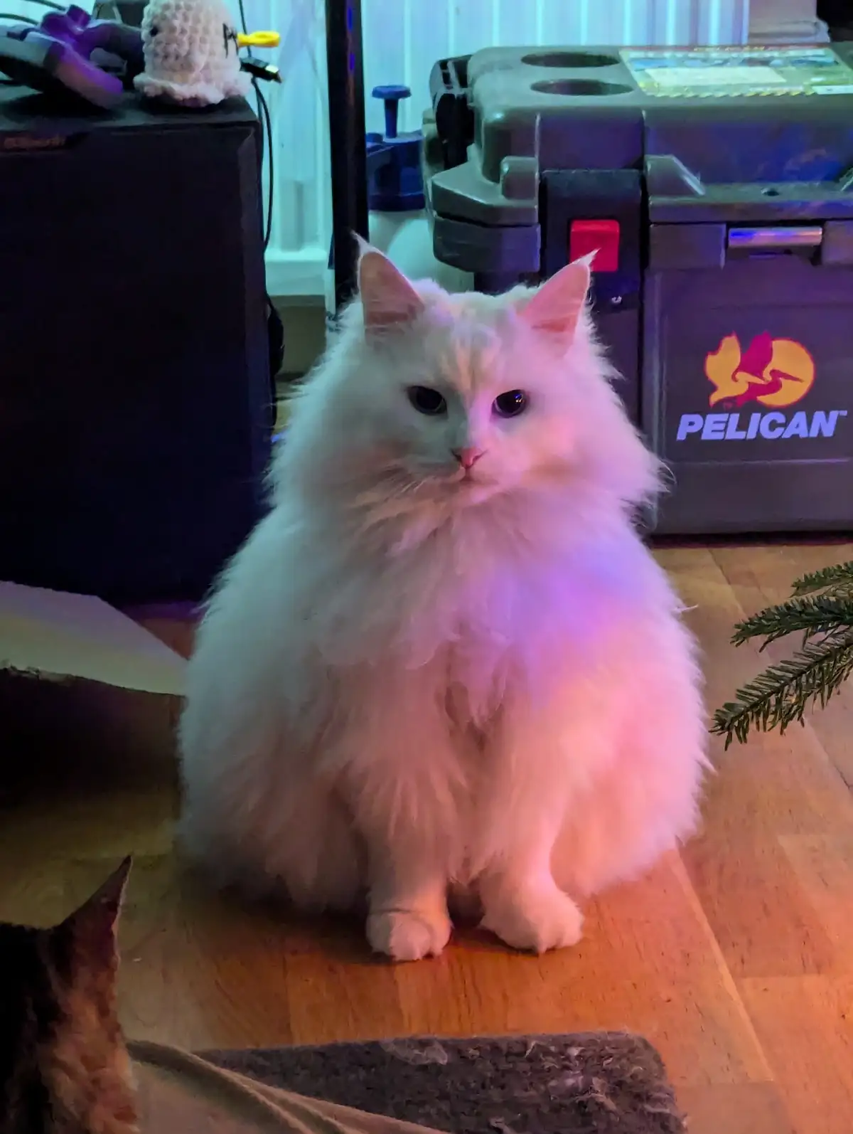 A fluffy white cat sits upright on a wooden floor, looking directly at the camera with a serious expression. Behind it is a…