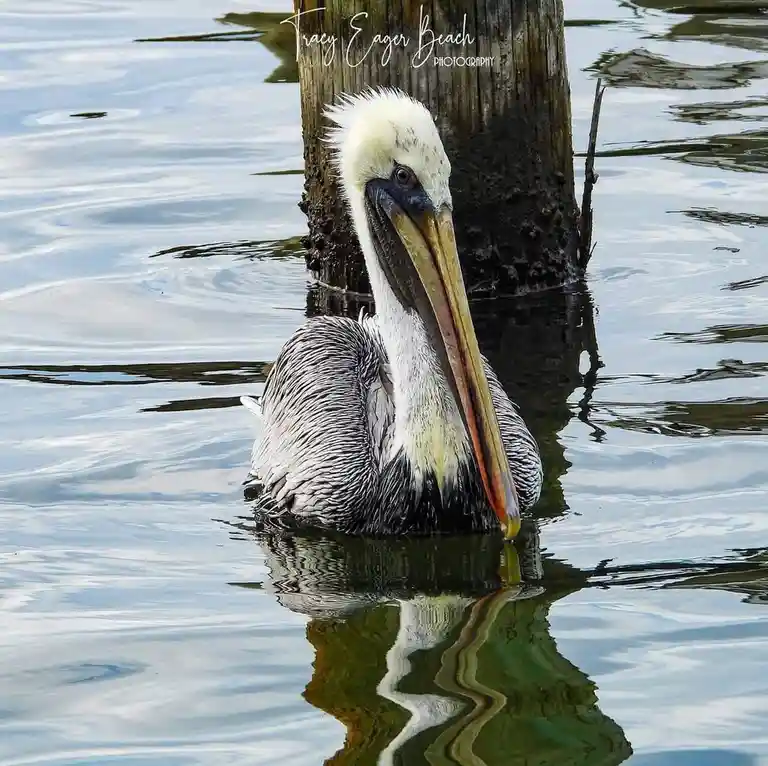 A close-up photo of a brown pelican with a long, yellowish-orange beak and white head feathers, partially submerged in calm…