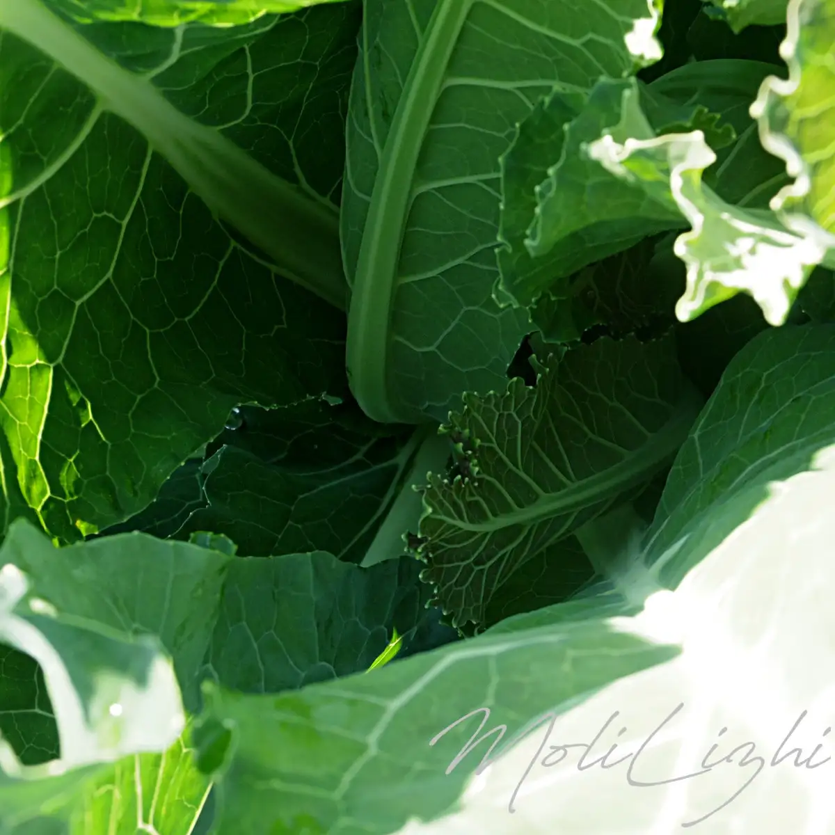 A close-up photograph of vibrant green cabbage leaves with visible veins and ruffled edges, illuminated by bright sunlight…
