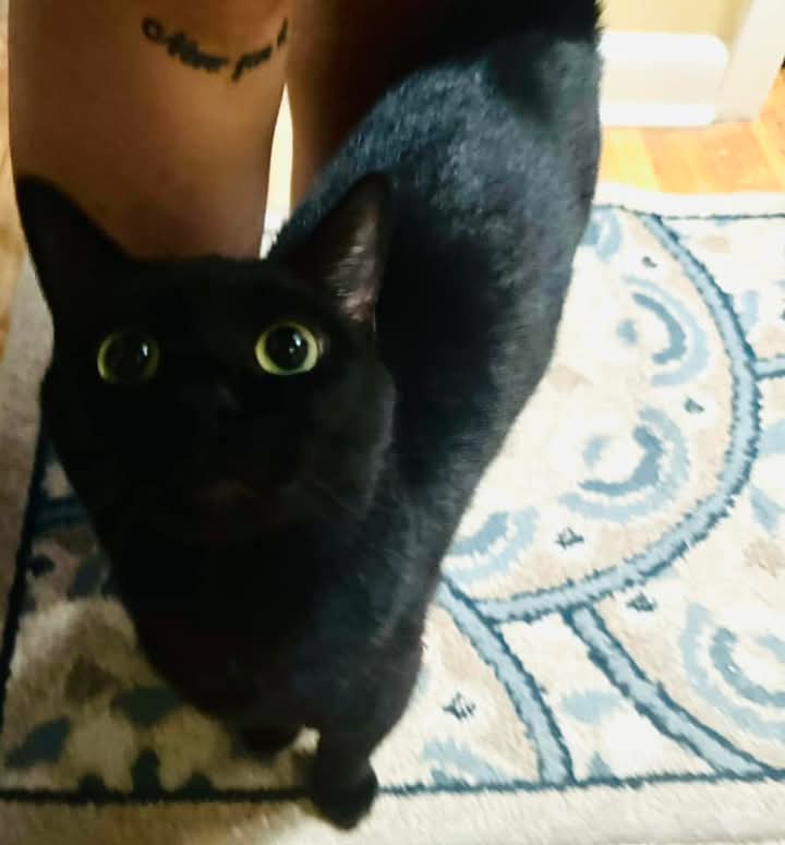 A black cat with wide, startled-looking yellow eyes stares directly at the camera from a patterned rug. Behind the cat, a…