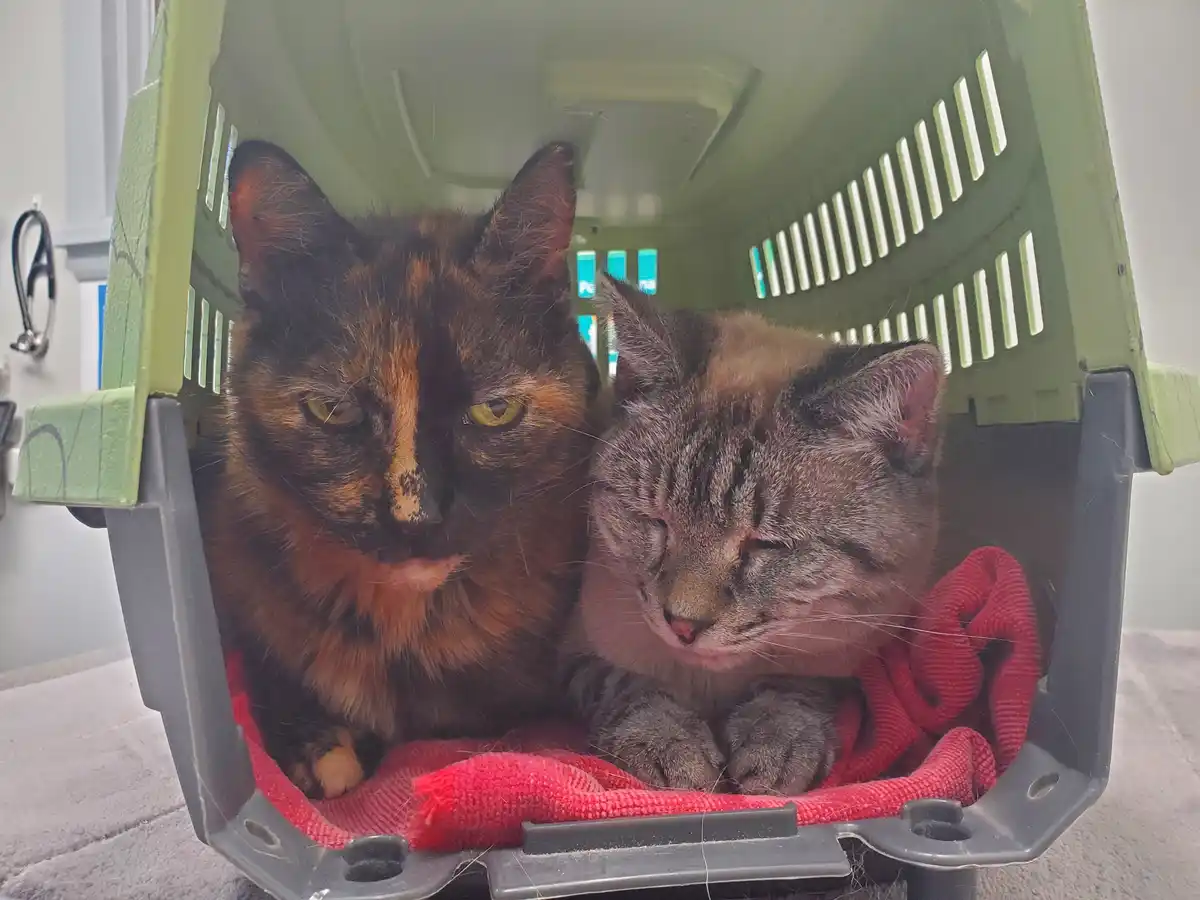Two cats are sitting inside a green plastic pet carrier lined with a red towel. The cat on the left, a tortoiseshell, stares…