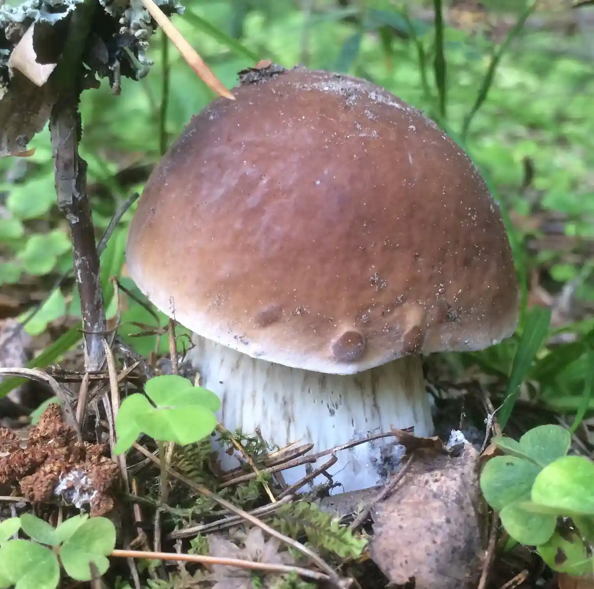 A close-up photo of a brown-capped mushroom with a white stem growing in a forest floor surrounded by green clover, moss…